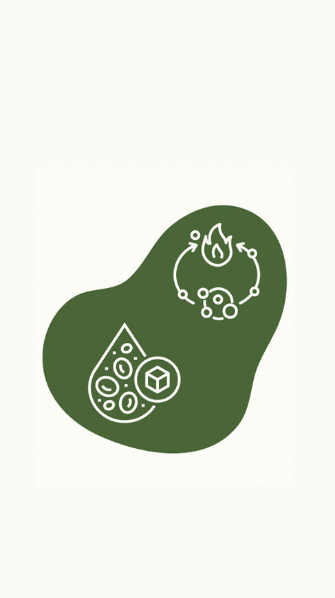 Metabolism support and sugar blood level icon for Maitake