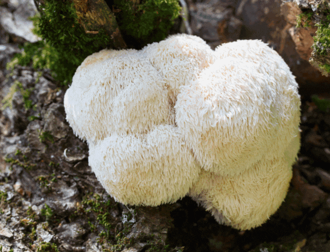 Orange mushrooms, tree fungus, and white mushroom clusters growing in natural forest settings