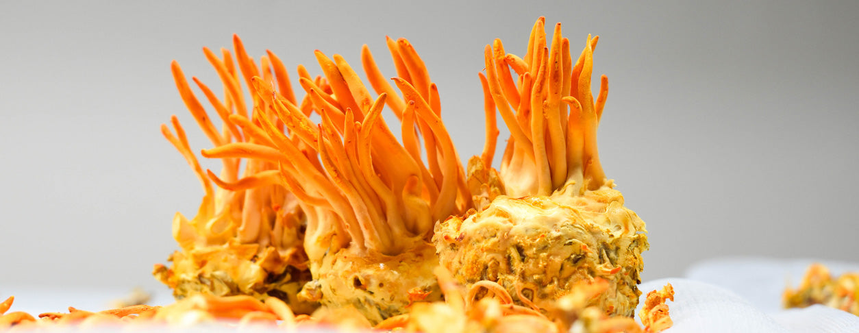 Cordyceps Shows Promise in Slowing Cancer Cell Growth