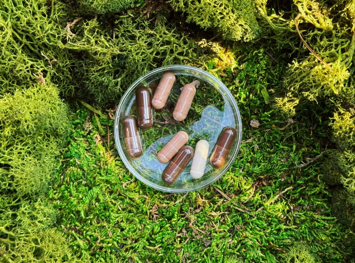 Mushroom supplement capsules in a glass dish on a bed of vibrant green moss, highlighting natural wellness