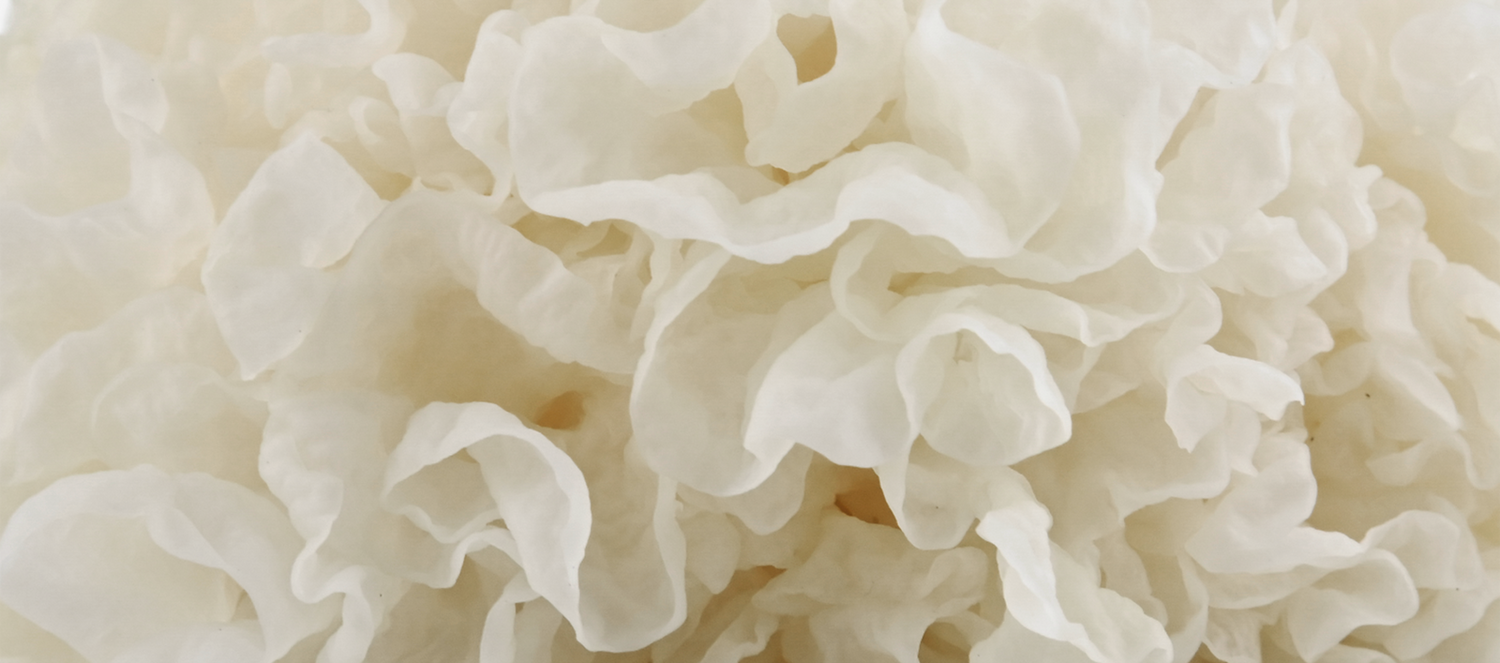 Close-up of white jelly mushrooms with delicate, translucent folds and ruffled, cloud-like texture