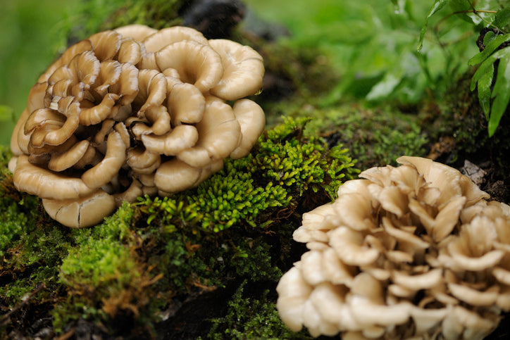 Assorted mushrooms in a basket, including shiitake, maitake, enoki, and other gourmet varieties