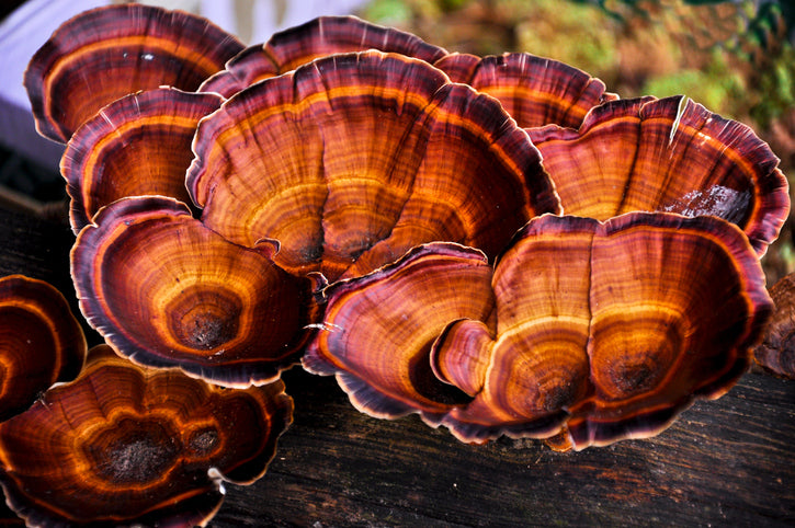 Close-up of vibrant reishi mushroom layers showcasing rich, earthy tones and intricate growth patterns