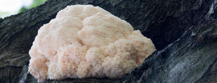 Close-up of lion's mane mushroom growing on a tree with its fluffy, sponge-like texture