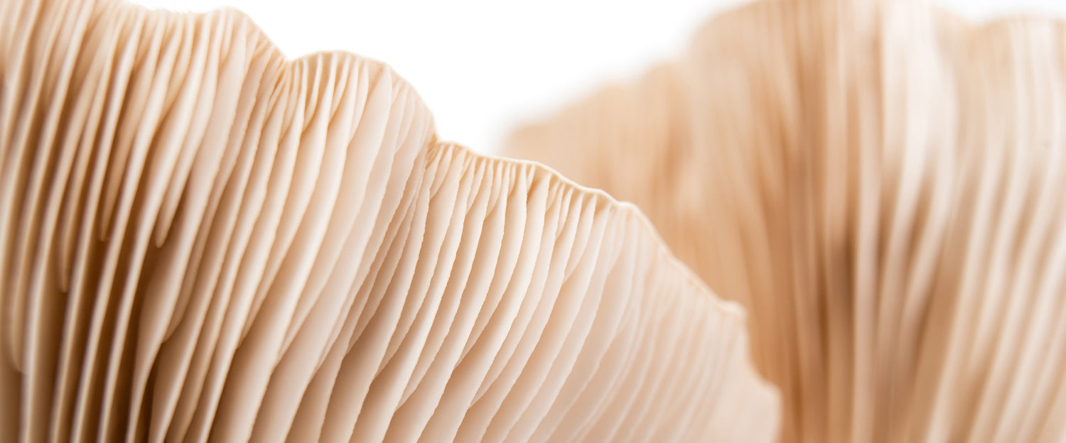 Close-up of delicate mushroom gills with soft beige tones and intricate, wavy textures