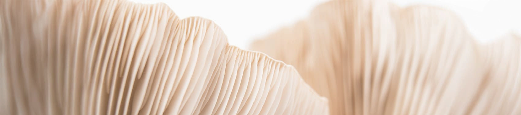 All Mushroom Products