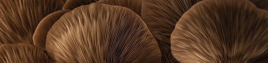 Background image showing a close-up texture of mushrooms with wavy, organic lines creating a natural pattern