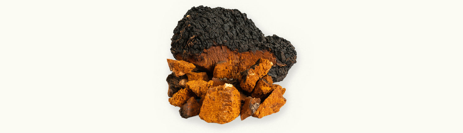 Close-up image of chaga mushrooms showcasing their rugged texture and dark exterior for health benefits