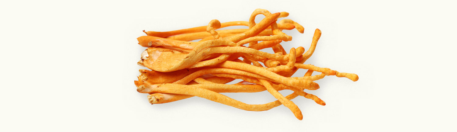 Close-up image of cordyceps mushrooms showcasing their bright orange color and slender shape for health benefits