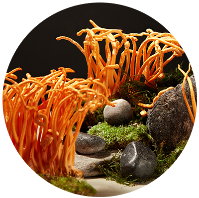 Vibrant orange cordyceps mushrooms growing on mossy rocks against a dark background