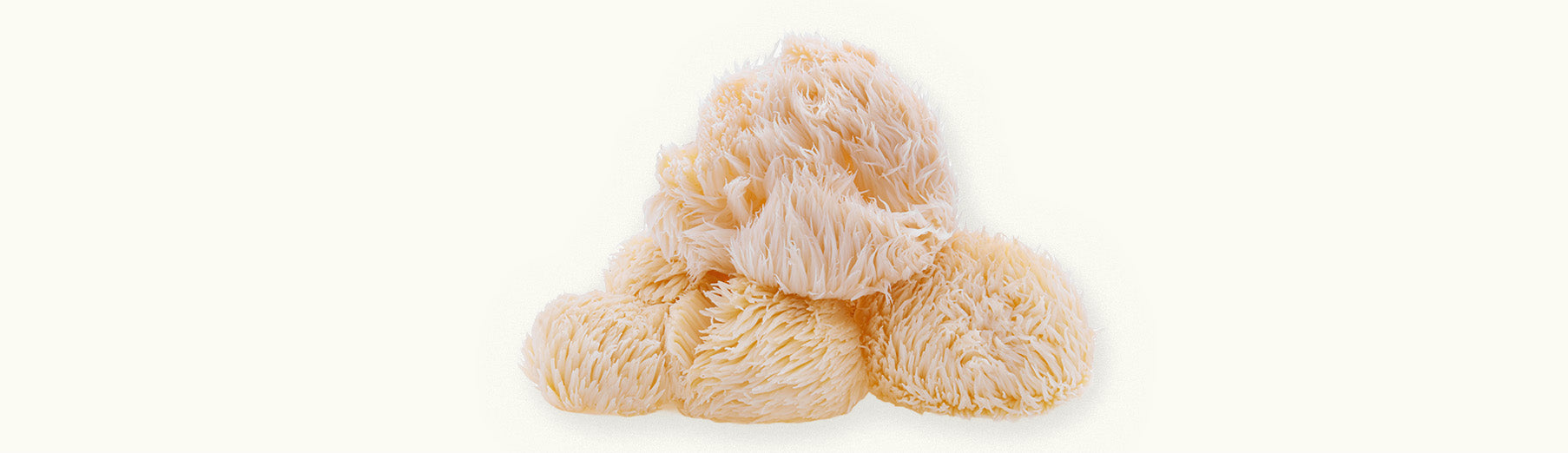Close-up image of lion's mane mushrooms showcasing their unique fluffy texture for culinary or health purposes