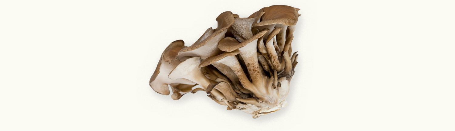 Close-up image of maitake mushrooms showcasing their layered, frilly texture and earthy color for health benefits