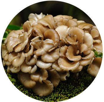 Close-up of maitake mushrooms (hen-of-the-woods) with layered, ruffled brown caps