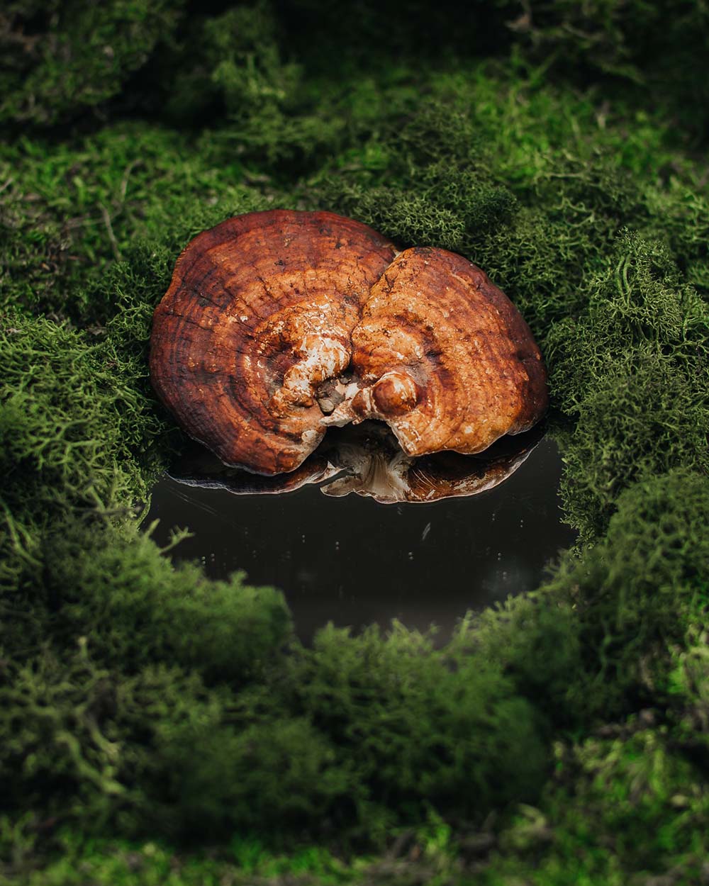 Reishi mushroom on a moss-covered surface, reflected in a small pool of water