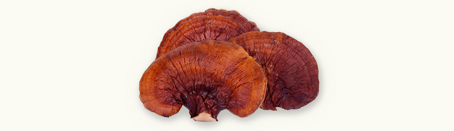 Close-up image of reishi mushrooms showcasing their reddish-brown color and fan-like shape for health benefits