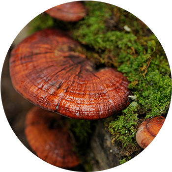 Close-up of reishi mushrooms with their glossy, reddish-brown caps growing on a moss-covered log