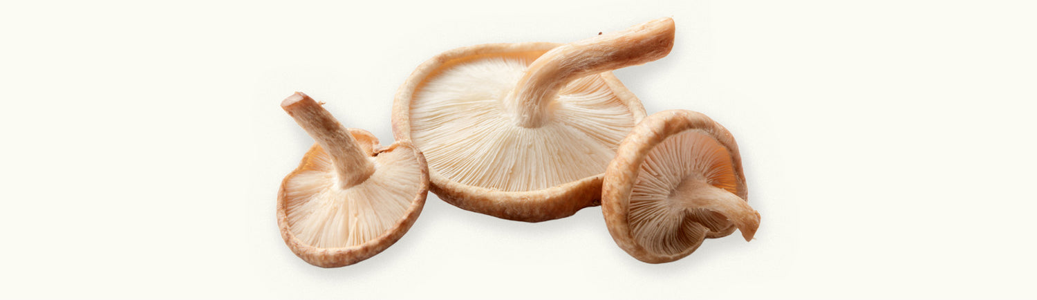 Close-up image of three shiitake mushrooms showcasing their gills and stems for culinary or health purposes