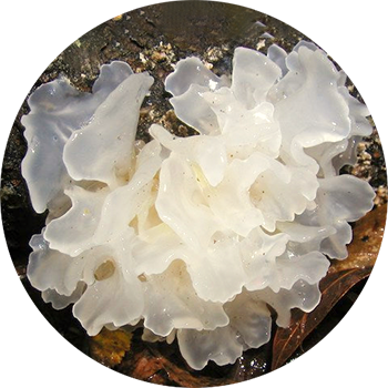 Close-up of white jelly fungus with translucent, wavy fronds growing on a dark, damp surface