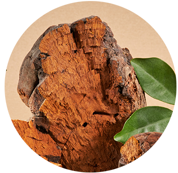 Close-up of chaga mushroom on a beige background, with green leaves adding contrast to the rugged texture