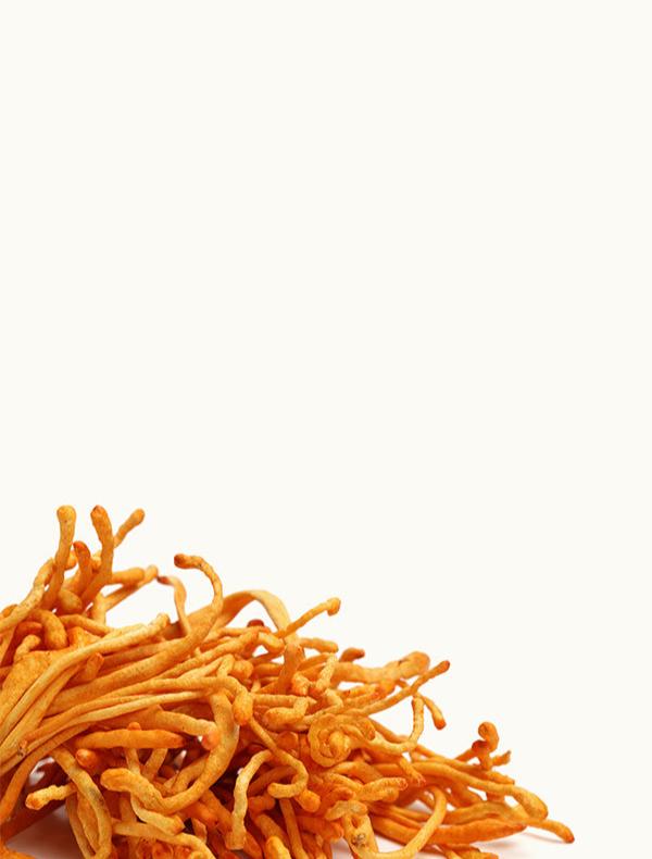 Cordyceps mushrooms on white background on mobile display