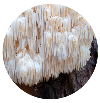 Close-up of a lion's mane mushroom with its unique cascading, shaggy spines growing on a tree trunk