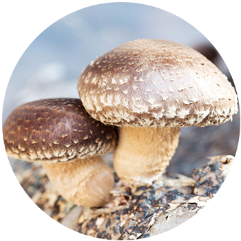 Close-up of two shiitake mushrooms with textured brown caps growing on a natural wood surface